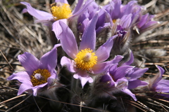 Pulsatilla grandis
