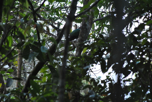 Chalcophaps indica observed 2026-10-25
