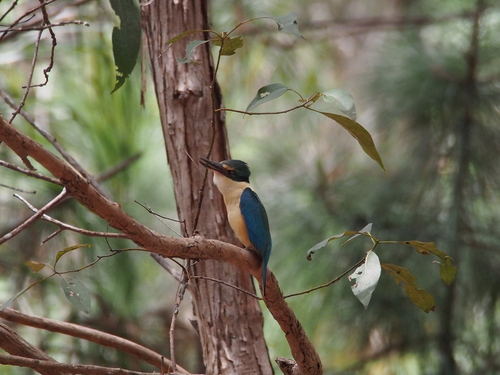 Todiramphus sanctus observed 2026-10-28