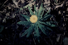 Xerochrysum strictum