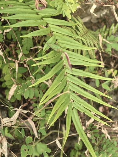 Pteris vittata observed 2026-10-28