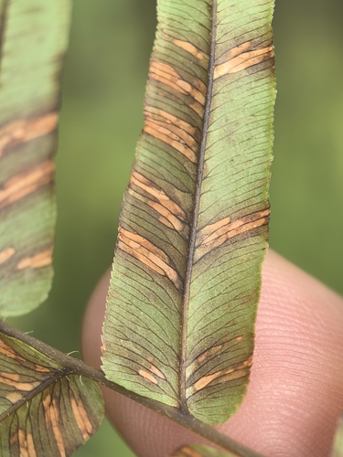 Pteris vittata observed 2026-10-28