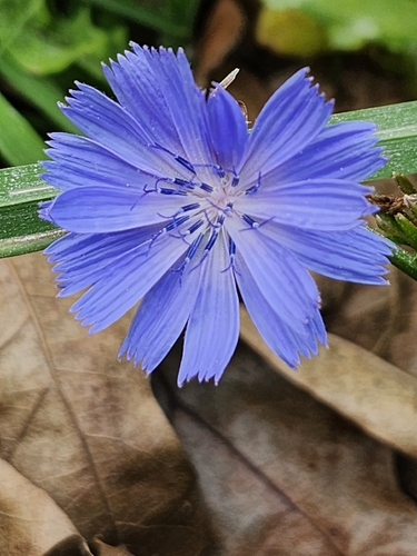Cichorium intybus observed 2026-10-27