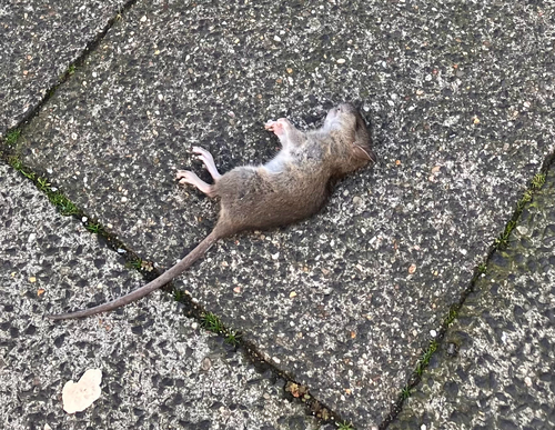 Rattus rattus observed 2026-10-28