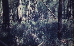 Xerochrysum strictum