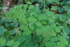 Thalictrum actaeifolium