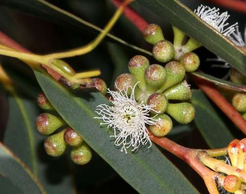 Image of Eucalyptus willisii by (c) Russell Best, some rights reserved (CC BY)