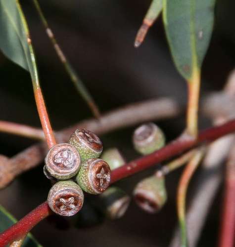 Image of Eucalyptus willisii by (c) Russell Best, some rights reserved (CC BY)