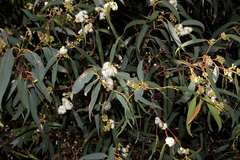Eucalyptus willisii