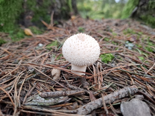 Lycoperdon perlatum observed 2026-10-28