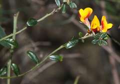 Pultenaea stricta