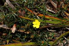 Hibbertia acicularis