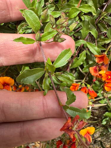 Podolobium procumbens observed 2026-10-28