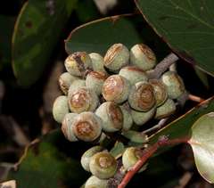 Eucalyptus baxteri