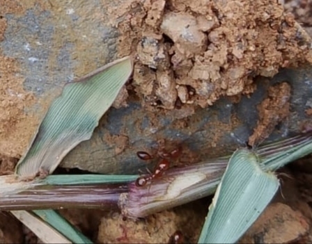Solenopsis geminata observed 2026-10-28