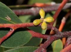 Eucalyptus baxteri