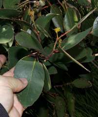 Eucalyptus baxteri