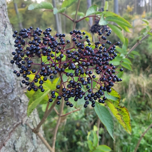 Sambucus nigra observed 2026-10-28