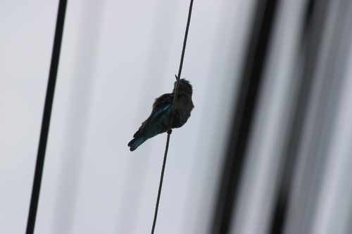Coracias benghalensis observed 2026-10-27