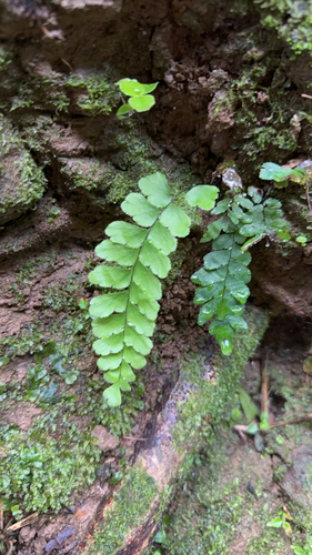 Adiantum pyramidale observed 2026-10-28