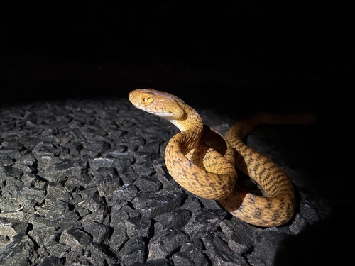 Boiga irregularis observed 2026-10-28