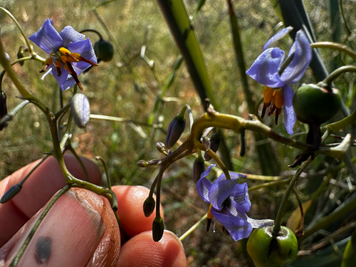 Dianella revoluta observed 2026-10-27