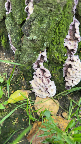 Chondrostereum purpureum, 2026-10-28