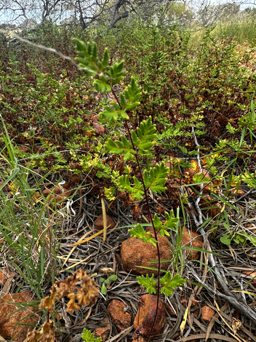 Cheilanthes tenuifolia observed 2026-10-27
