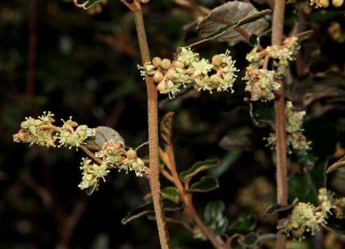 Image of Pomaderris oraria by (c) Russell Best, some rights reserved (CC BY)