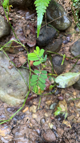 Phyllanthus urinaria observed 2026-10-28