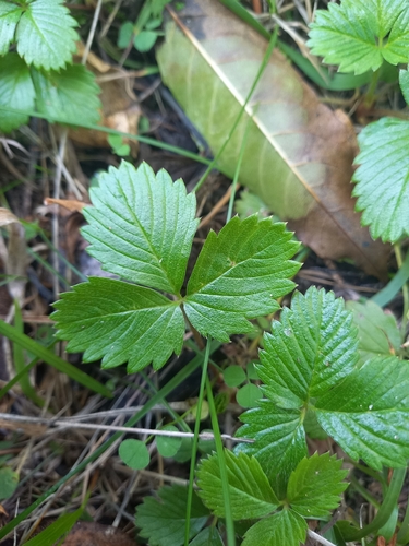 Fragaria observed 2026-10-28