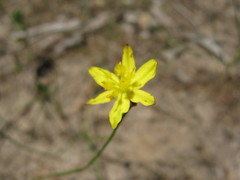 Tricoryne elatior