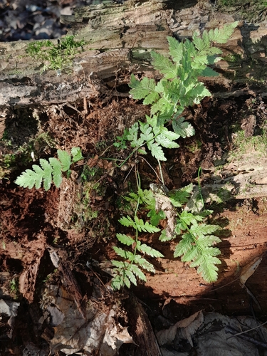 Dryopteris carthusiana observed 2026-10-28
