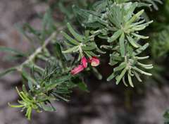 Grevillea lanigera