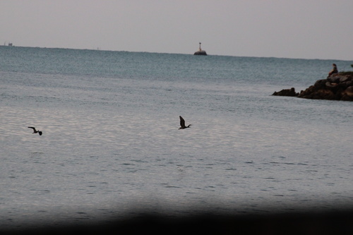 Egretta sacra observed 2026-10-27