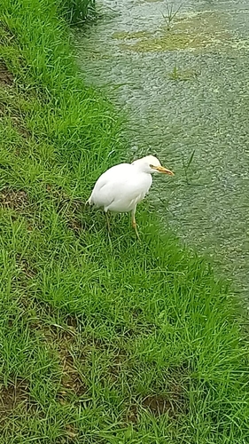 Bubulcus ibis observed 2026-10-28