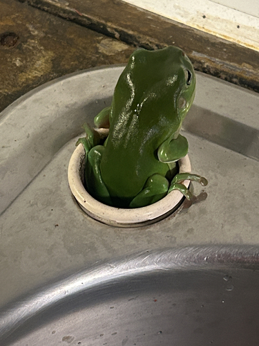 Litoria observed 2026-10-28
