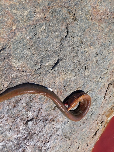 Gymnothorax observed 2026-10-28