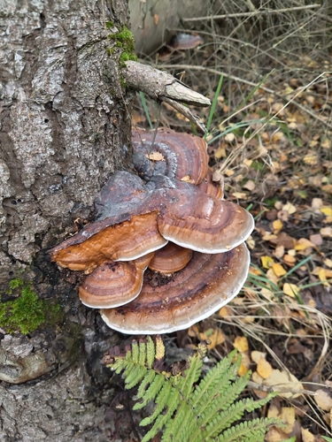 Fomitopsis pinicola observed 2026-10-28