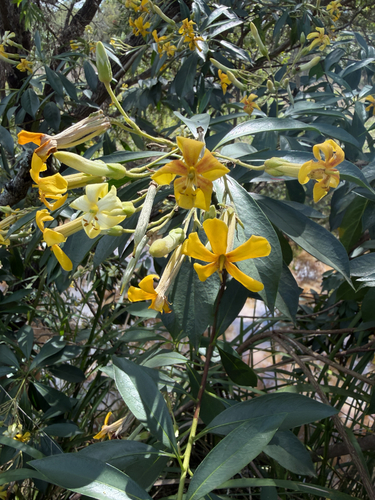 Hymenosporum flavum observed 2026-10-27