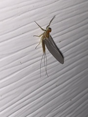 Ephemerella subvaria