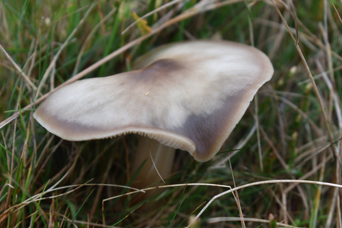 Rhodocollybia butyracea, 2026-10-28