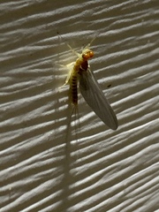 Ephemerella subvaria