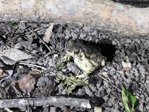 Bufo observed 2026-10-28