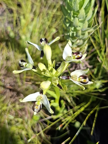 Melaleuca observed 2026-10-28