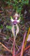 Caladenia dilatata