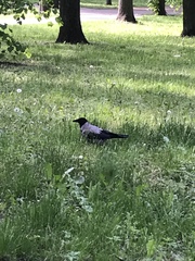 Corvus cornix