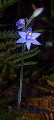 Thelymitra malvina