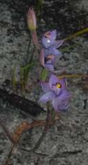 Thelymitra malvina