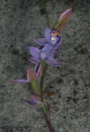 Image of Thelymitra malvina by (c) Russell Best, some rights reserved (CC BY)